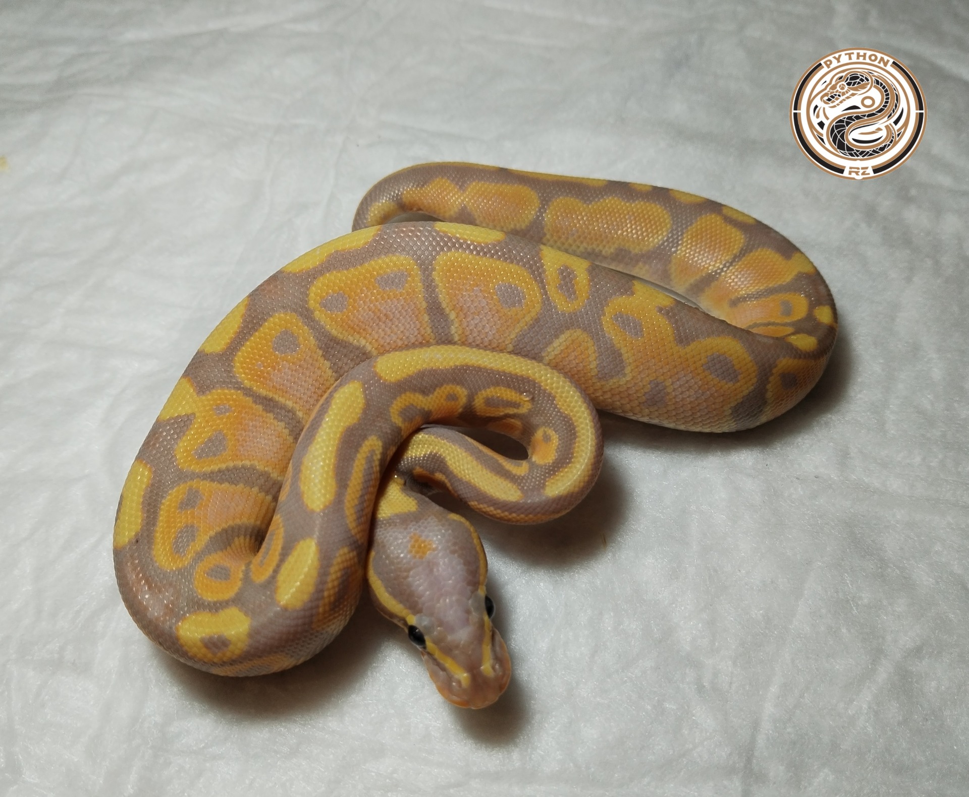 Coral Glow 100% het Pied (male maker) ♂-2500 Kč č.3