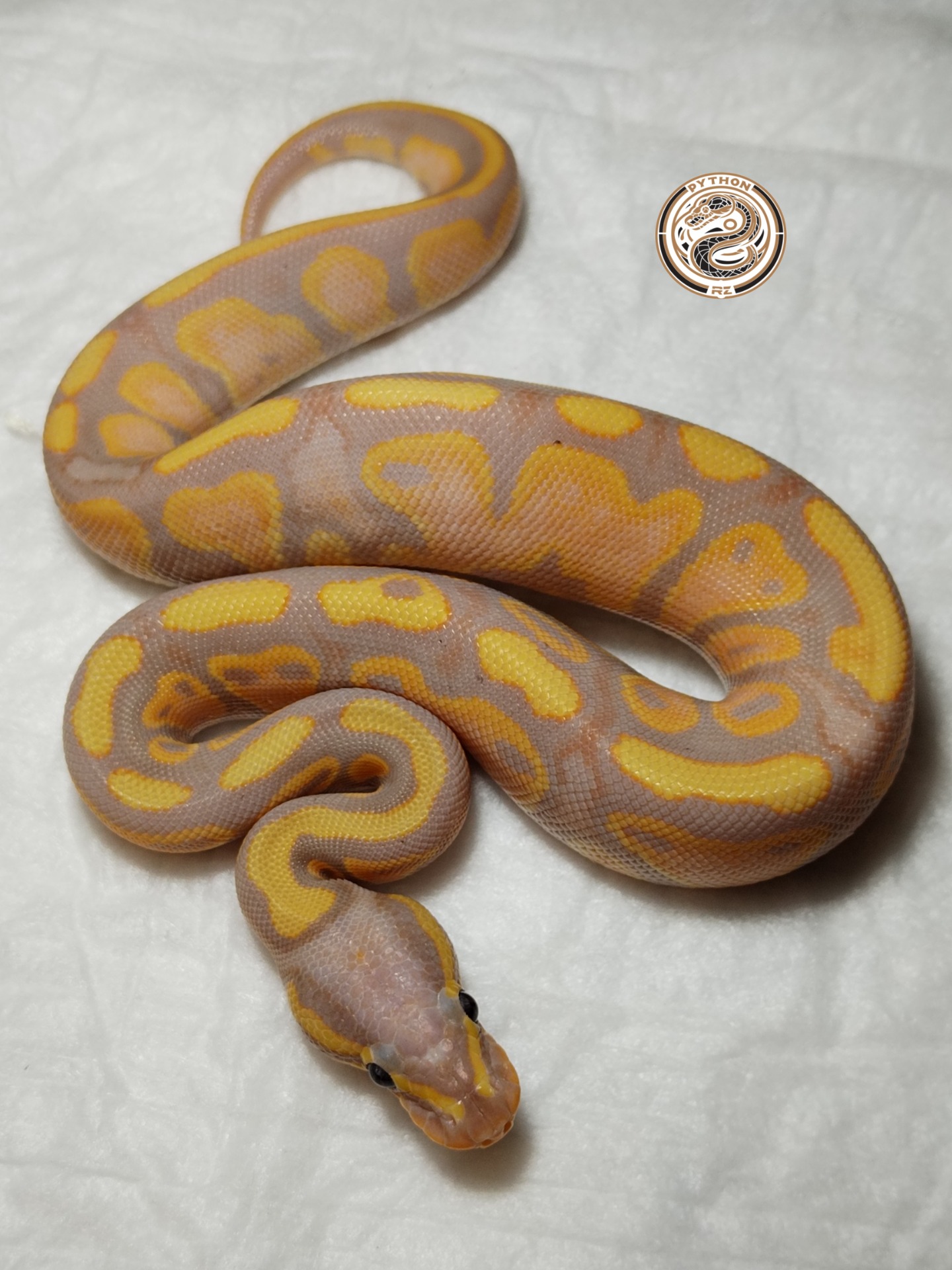 Coral Glow 100% het Pied (male maker) ♂-2500 Kč č.4
