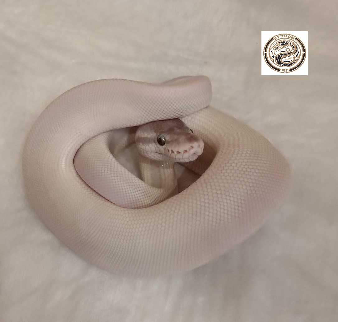 Super Mojave (BEL) poss Vanilla ♀-5000 Kč 
