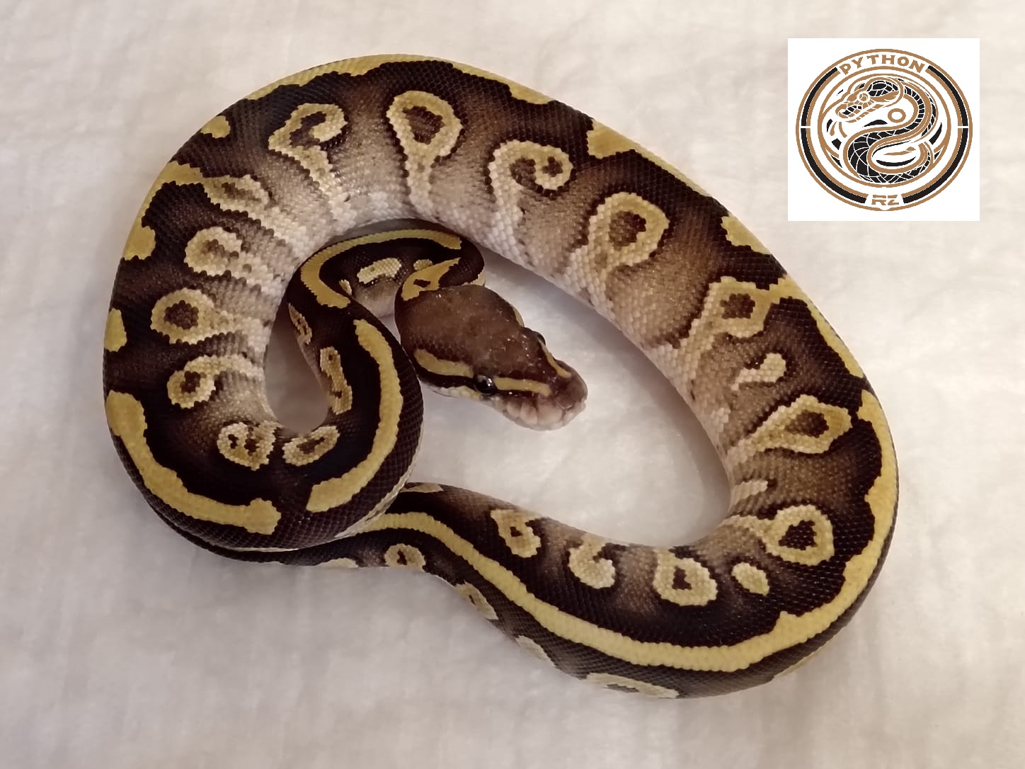 Mojave vanilla ♀- 3000 Kč